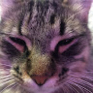 Meet your Posher, Sophie